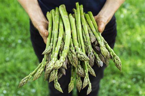 The Magical World of Asparagus Bluey: A Fascinating Look into its Realm
